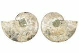 Cut & Polished, Agatized Ammonite Fossil - Madagascar #191625-1